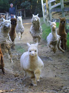 Alpacas